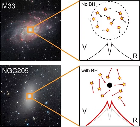 Comparison of M33, with no central black hole, and NGC 205, with a black hole: stars near the black hole move faster and the central velocity profile rises